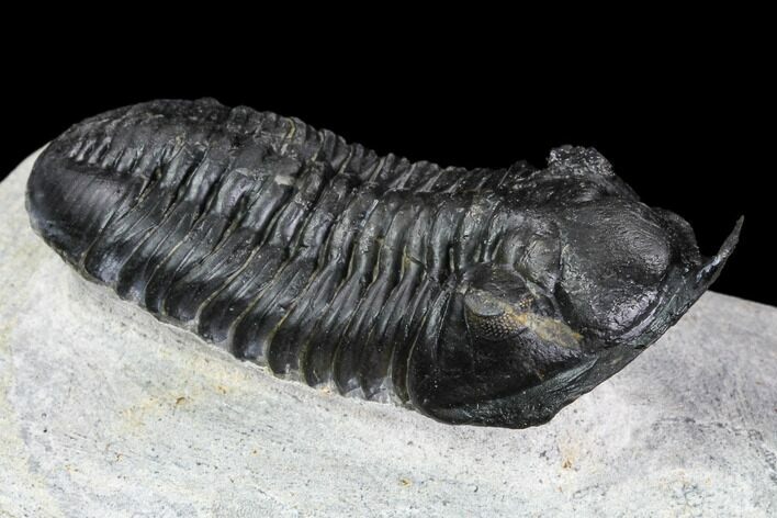 Morocconites Trilobite Fossil - Morocco #108539